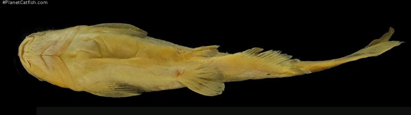 Tachysurus latifrontalis