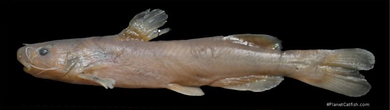 Tachysurus pratti