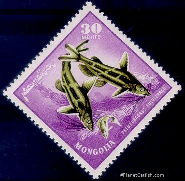 Tachysurus sinensis