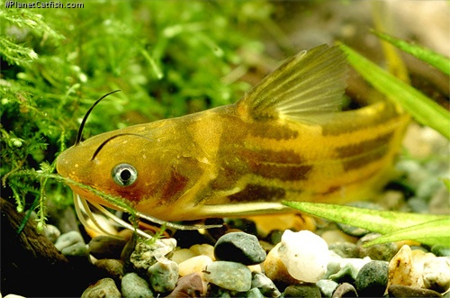 Tachysurus sinensis