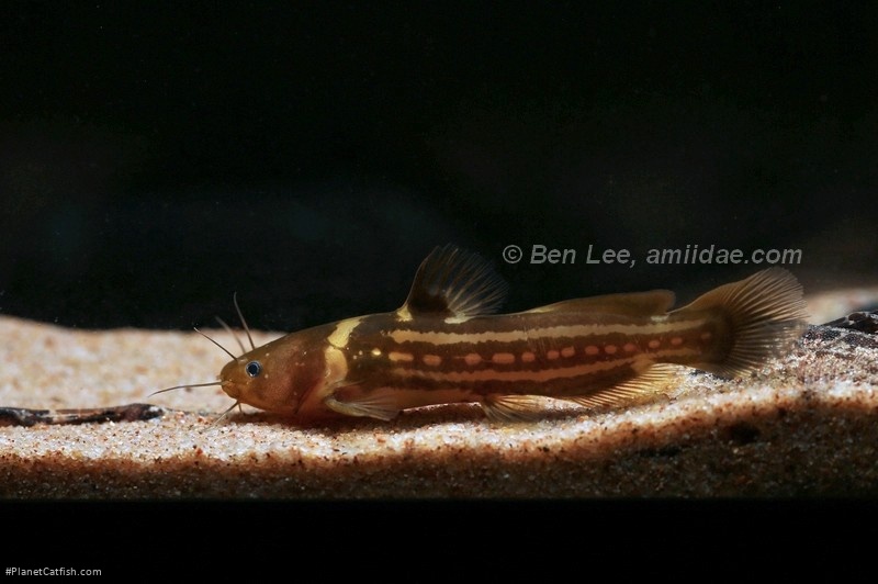 Tachysurus trilineatus