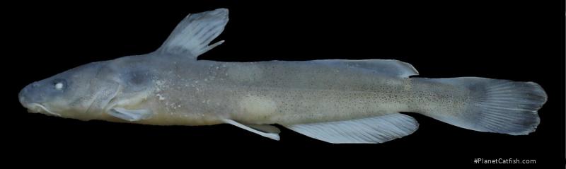 Tachysurus wuyueensis