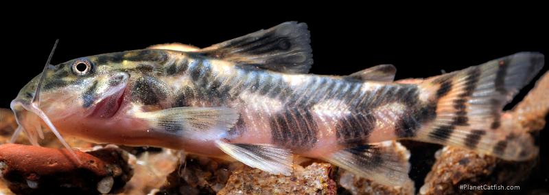 Aspidoras azaghal