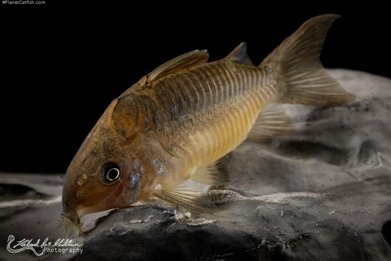 Brochis (sub-clade 2) pantanalensis