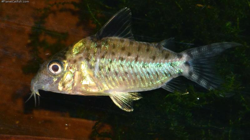 Brochis (sub-clade 3) agassizii