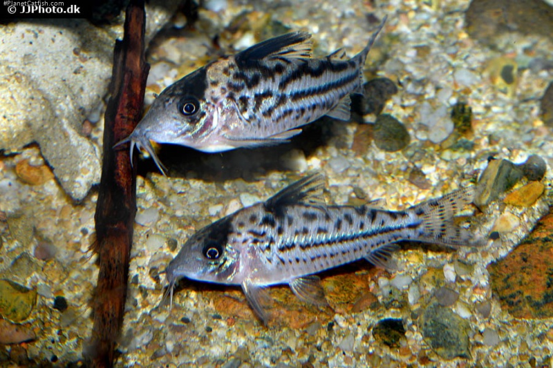 Brochis (sub-clade 3) incolicana