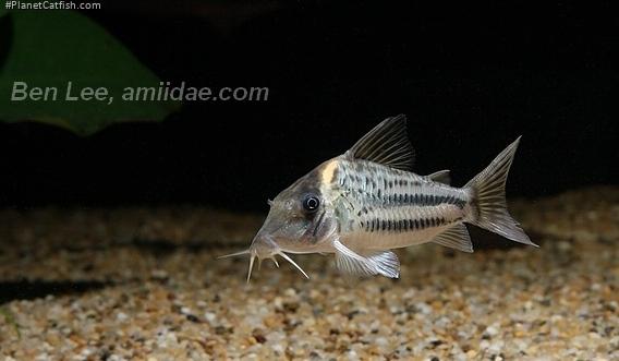 Brochis (sub-clade 3) ornata