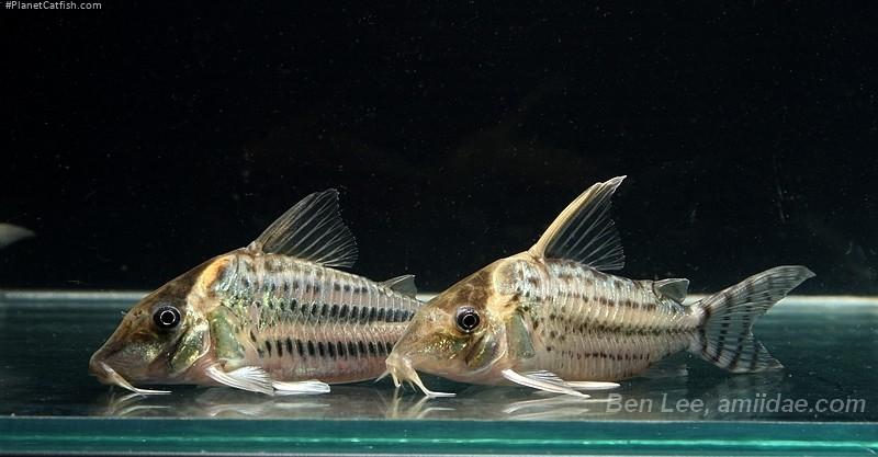 Brochis (sub-clade 3) ornatus