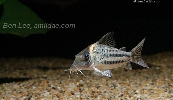 Brochis (sub-clade 3) ornatus