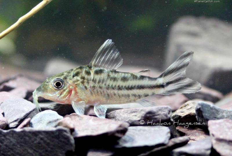 Brochis (sub-clade 3) robineae