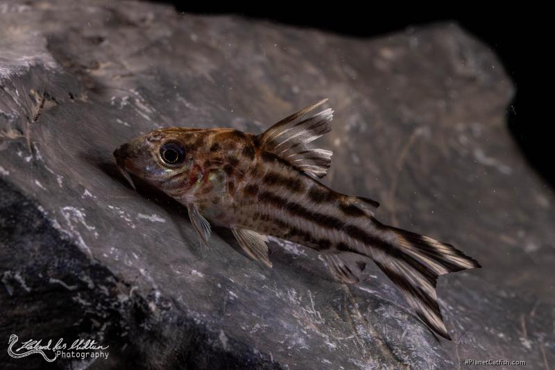 Brochis (sub-clade 3) robineae