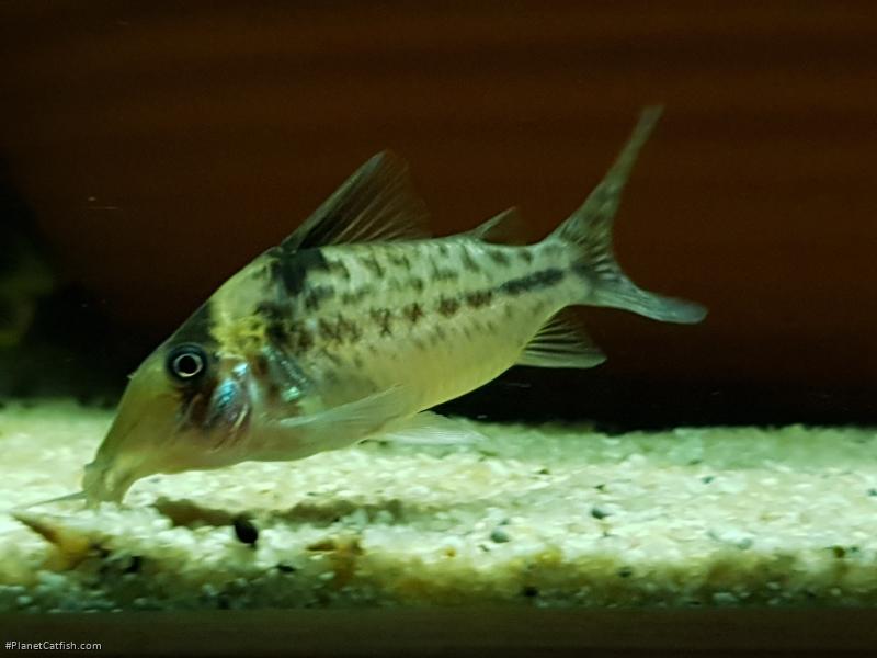 Brochis (sub-clade 3) sp. (C103)