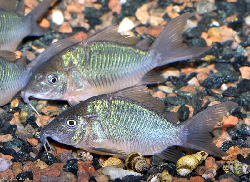Brochis splendens