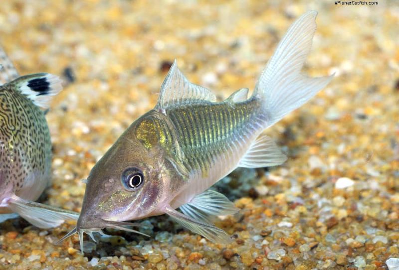 Brochis splendens