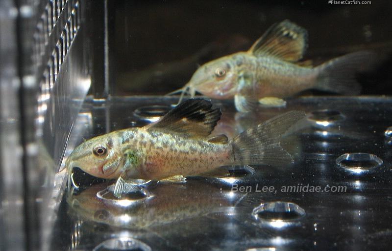 Brochis splendens
