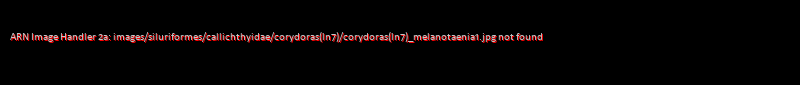Corydoras (lineage 7) melanotaenia