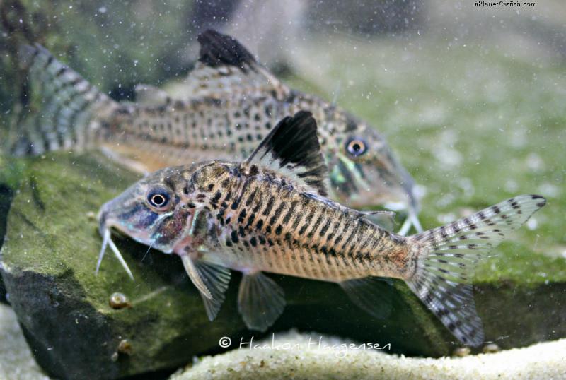 Corydoras acutus