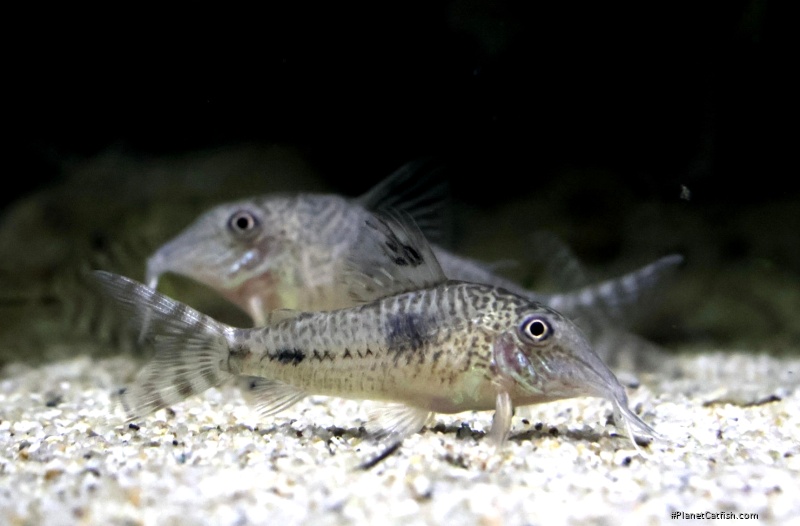 Corydoras fulleri