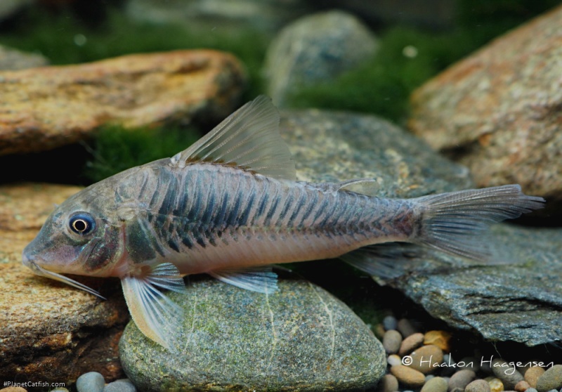 Corydoras fulleri