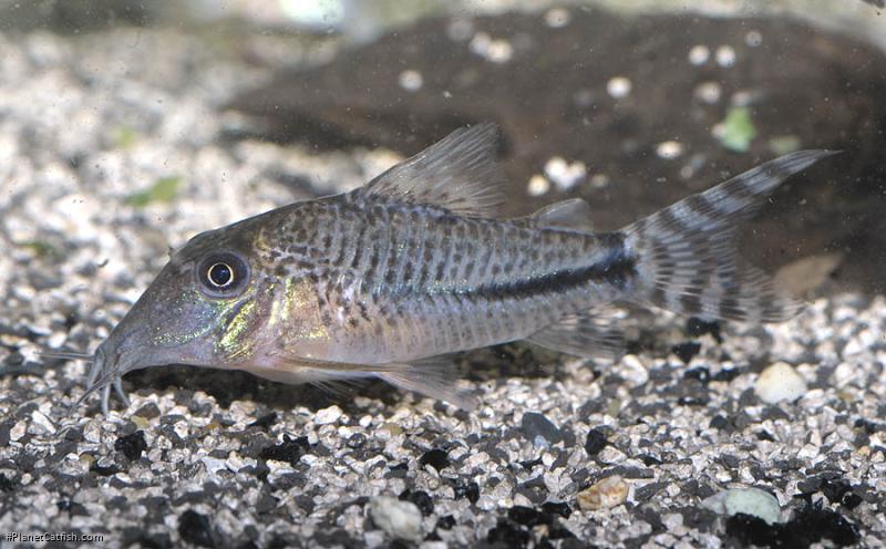 Corydoras fulleri