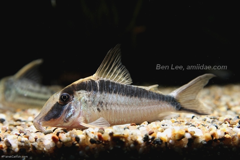 Corydoras narcissus