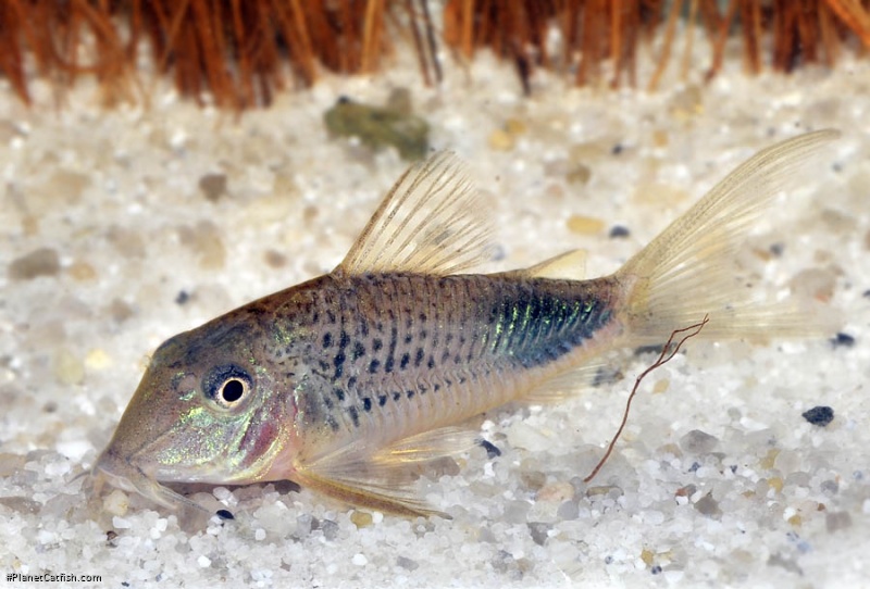 Corydoras ourastigma