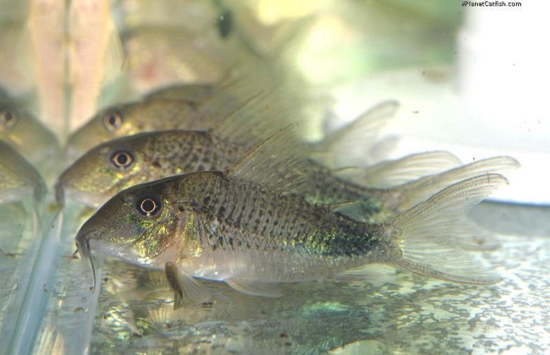 Corydoras ourastigma