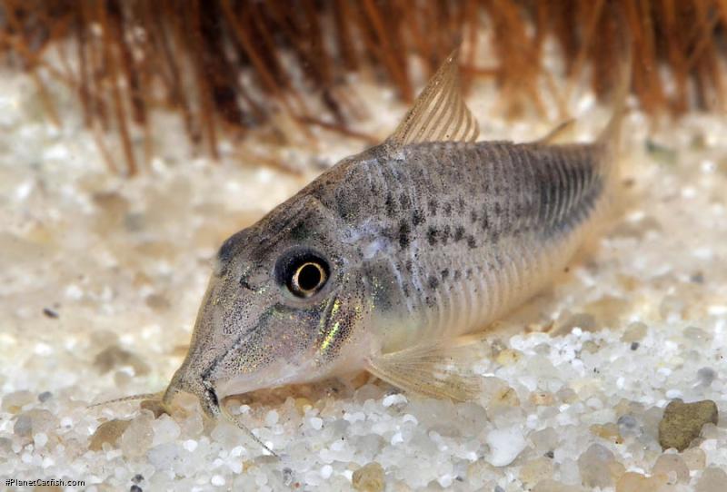 Corydoras ourastigma