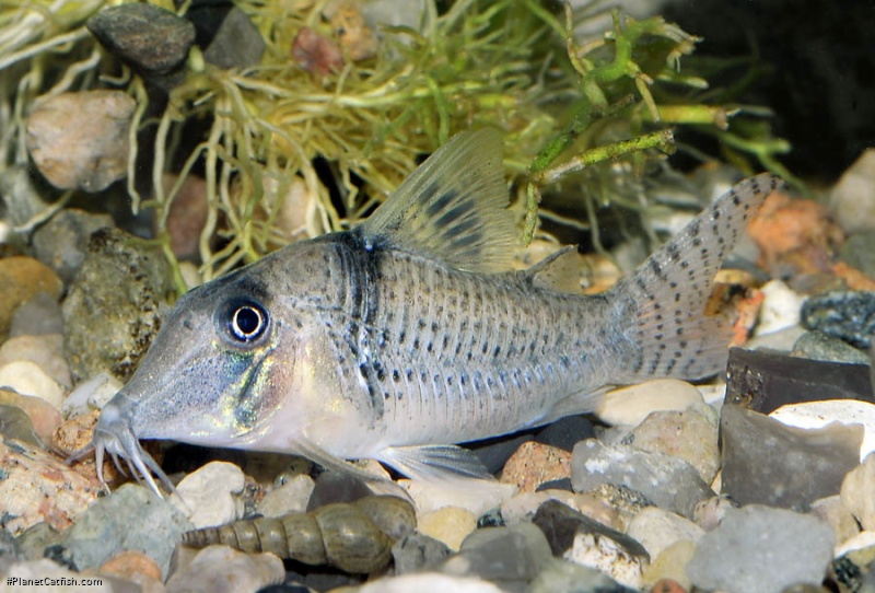 Corydoras pastazensis