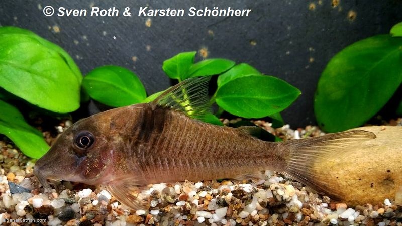 Corydoras saramaccensis