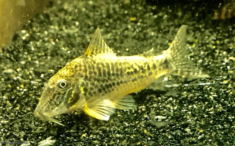 Corydoras sarareensis