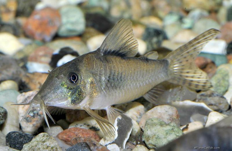 Corydoras simulatus