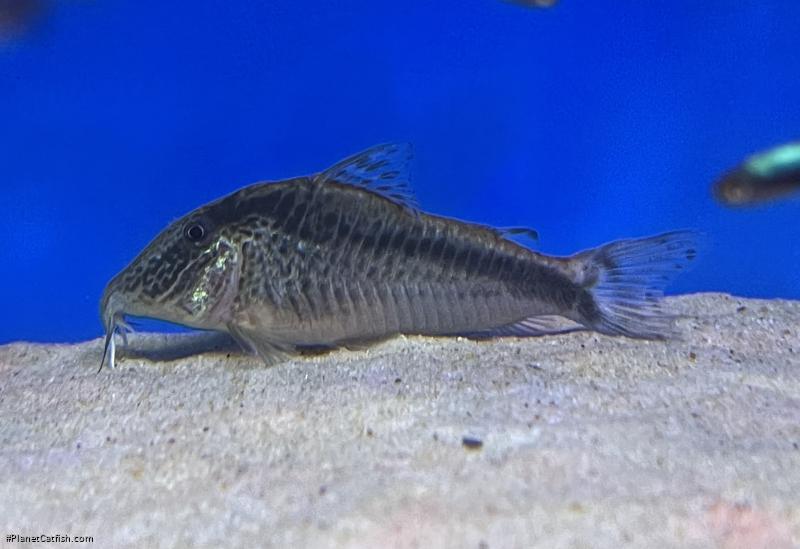 Corydoras sp. (1)