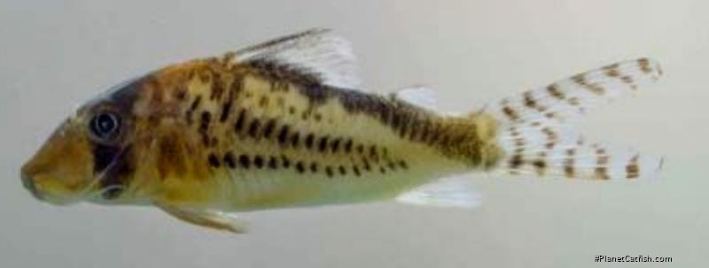 Corydoras sp. (C016)