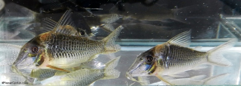 Corydoras sp. (C086)