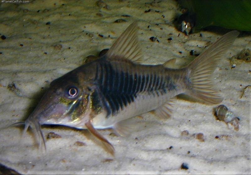 Corydoras sp. (Cw124)