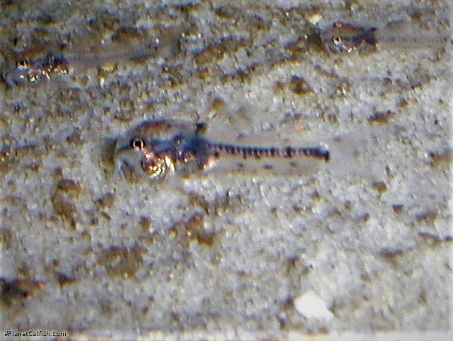 Corydoras sp. (Cw124)