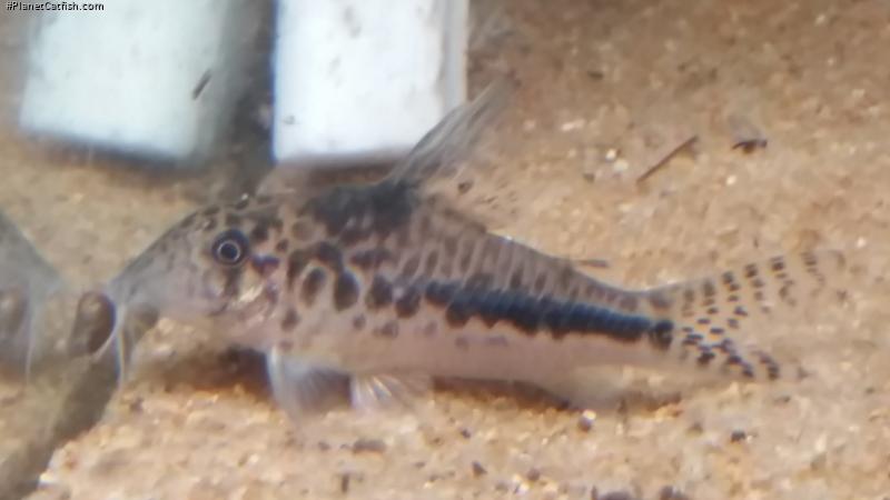 Corydoras sp. (Cw143)