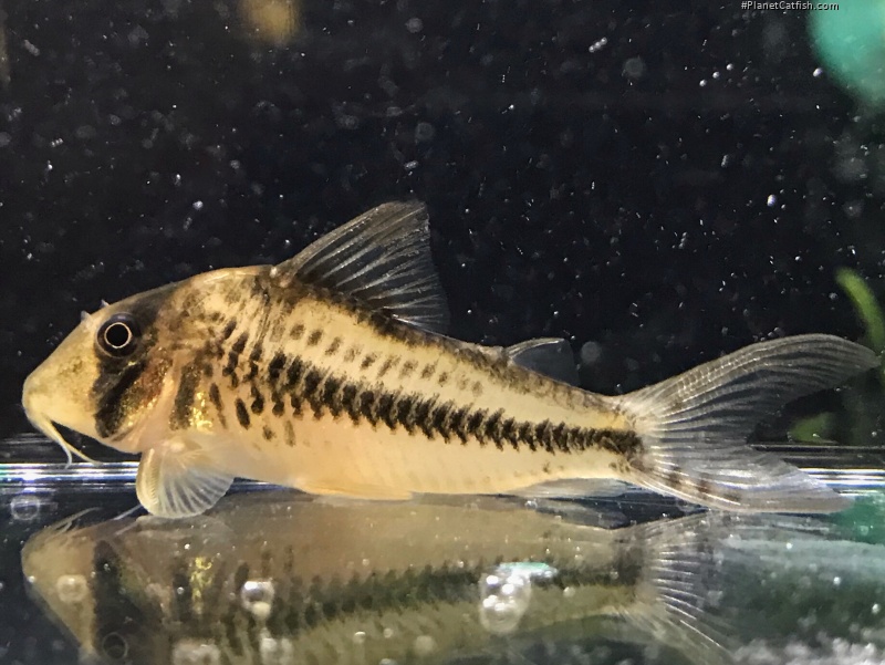 Corydoras sp. (Cw149)