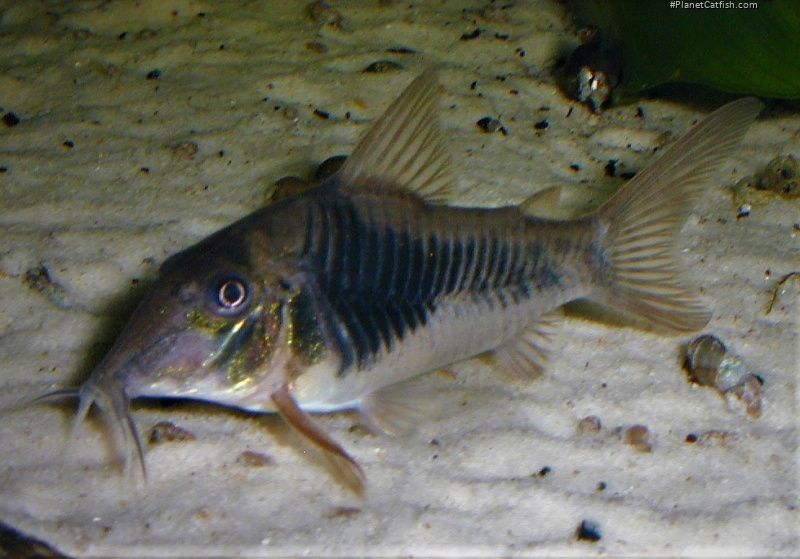 Corydoras sp. (Cw124)