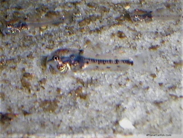 Corydoras sp. (Cw124)