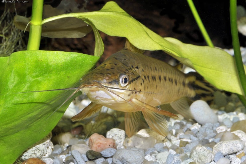 Dianema urostriatum