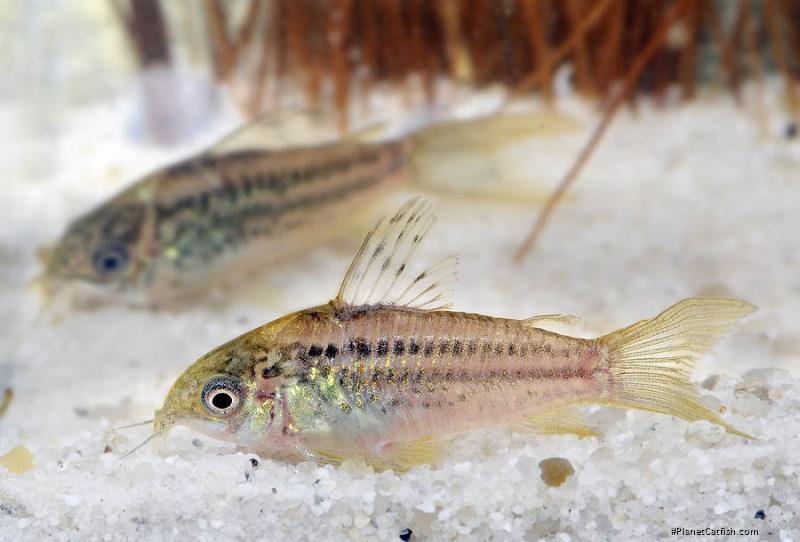 Gastrodermus elegans