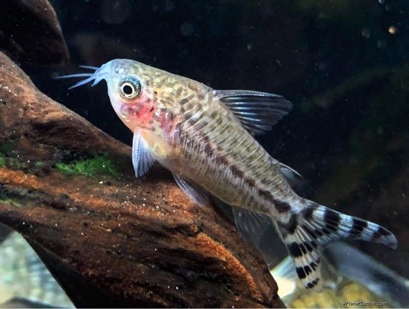 Gastrodermus mamore