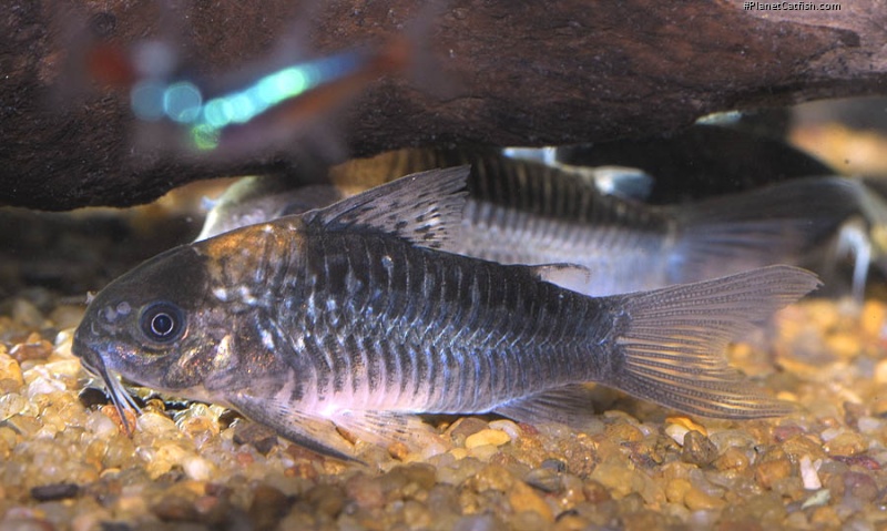 Gastrodermus nijsseni