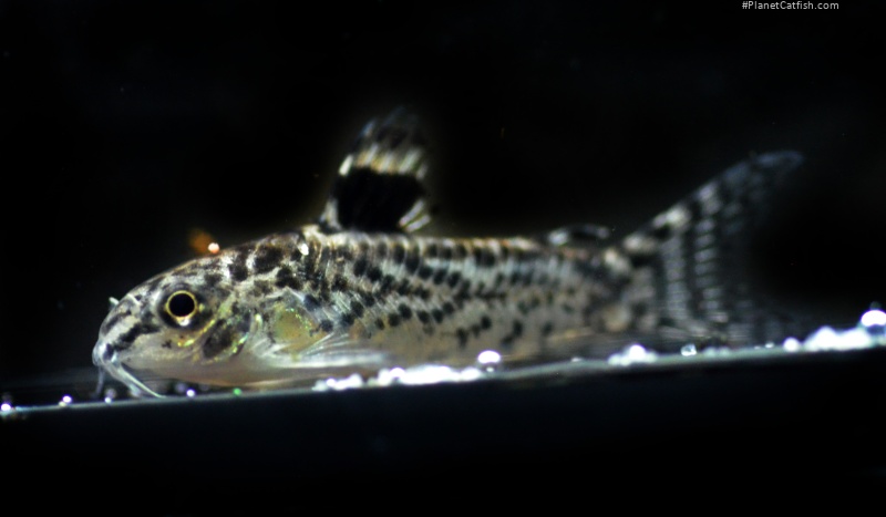 Gastrodermus pauciradiatus