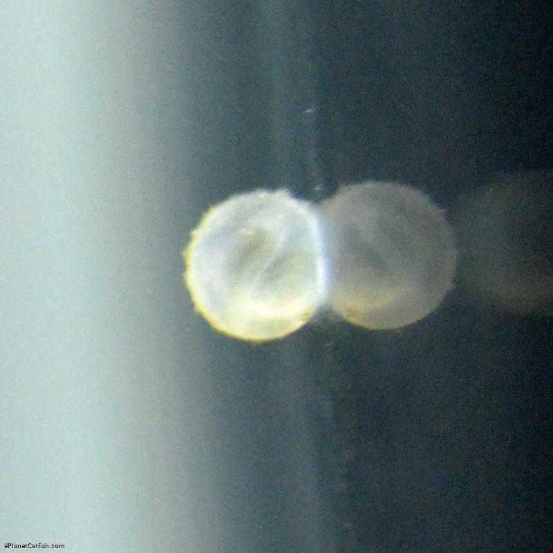 Gastrodermus pygmaeus