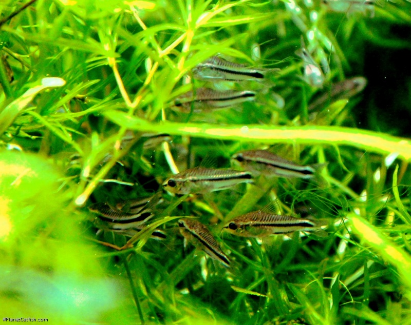 Gastrodermus pygmaeus