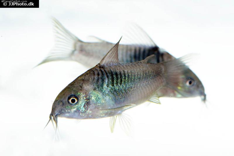 Gastrodermus sp. (C089)
