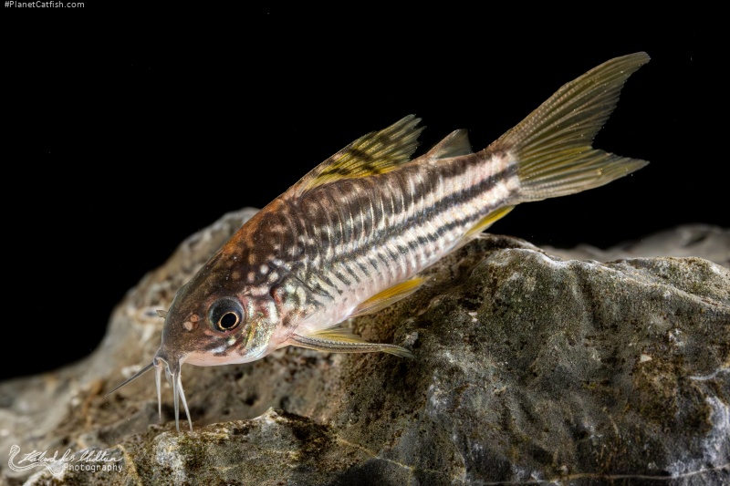 Gastrodermus sp. (C123)